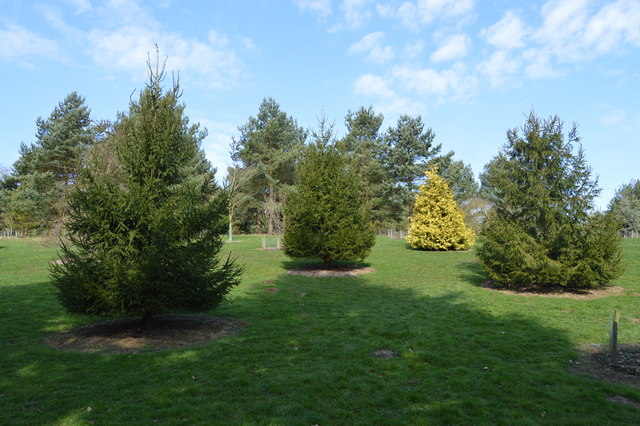 File:Bedgebury Pinetum - geograph.org.uk - 5725542.jpg