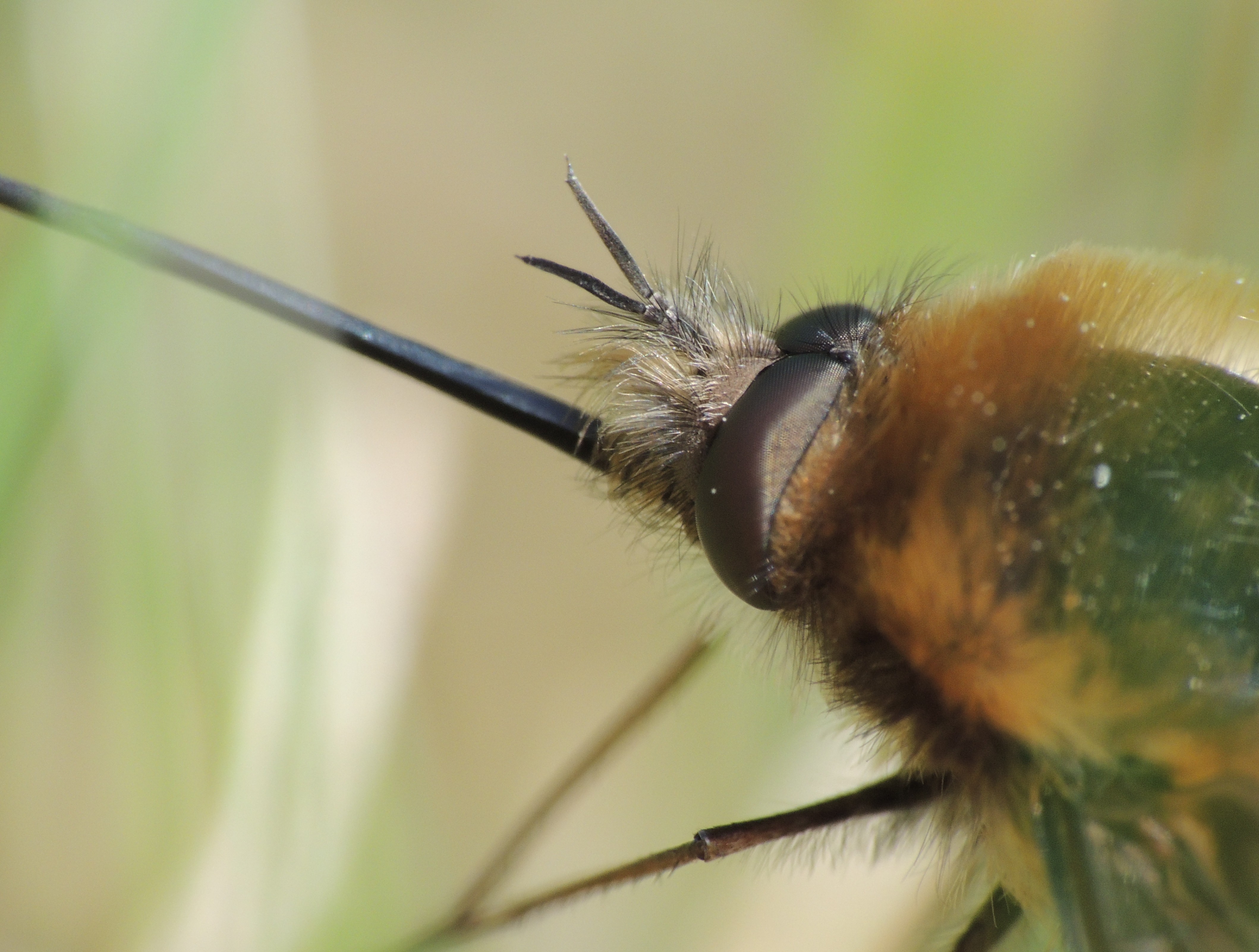 Bee fly