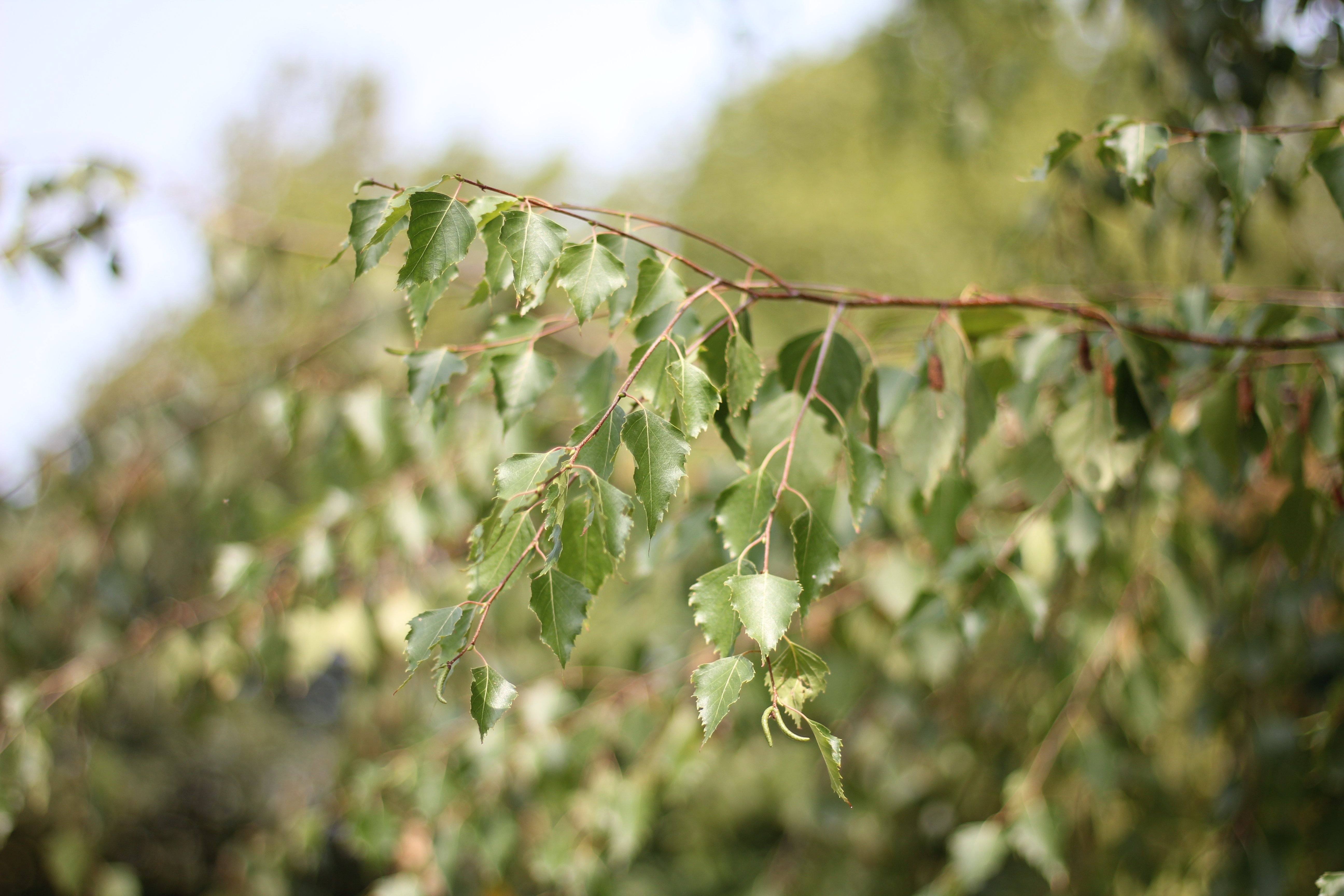 Betula pendula meherstaemmig