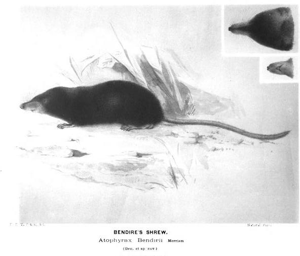 Sorex bendirii image