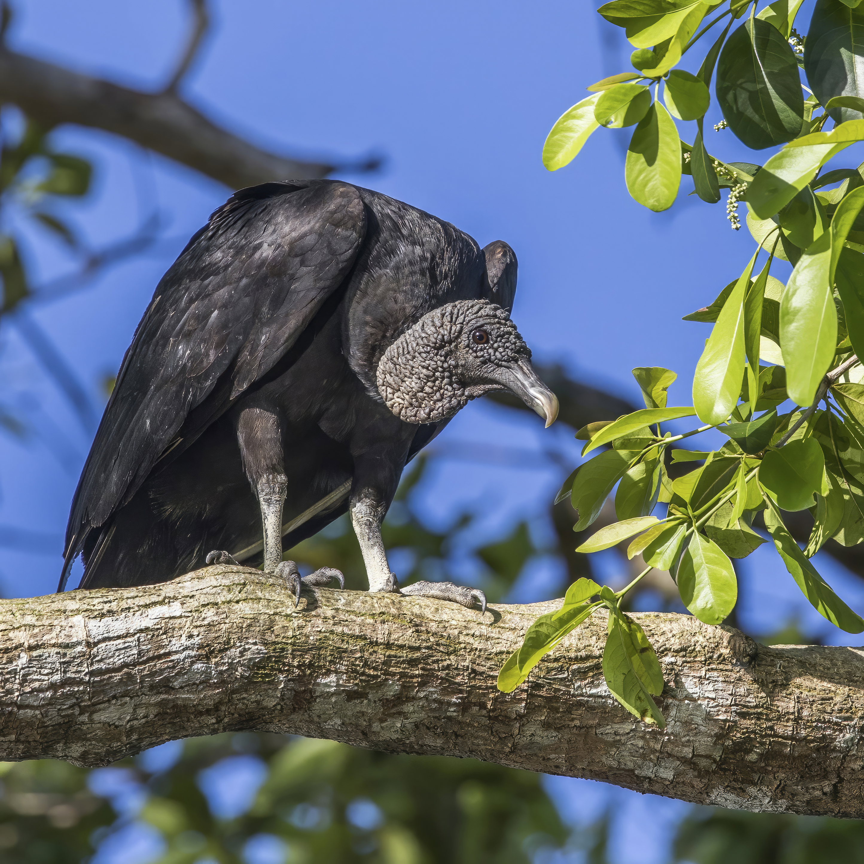 Black vulture - Wikipedia