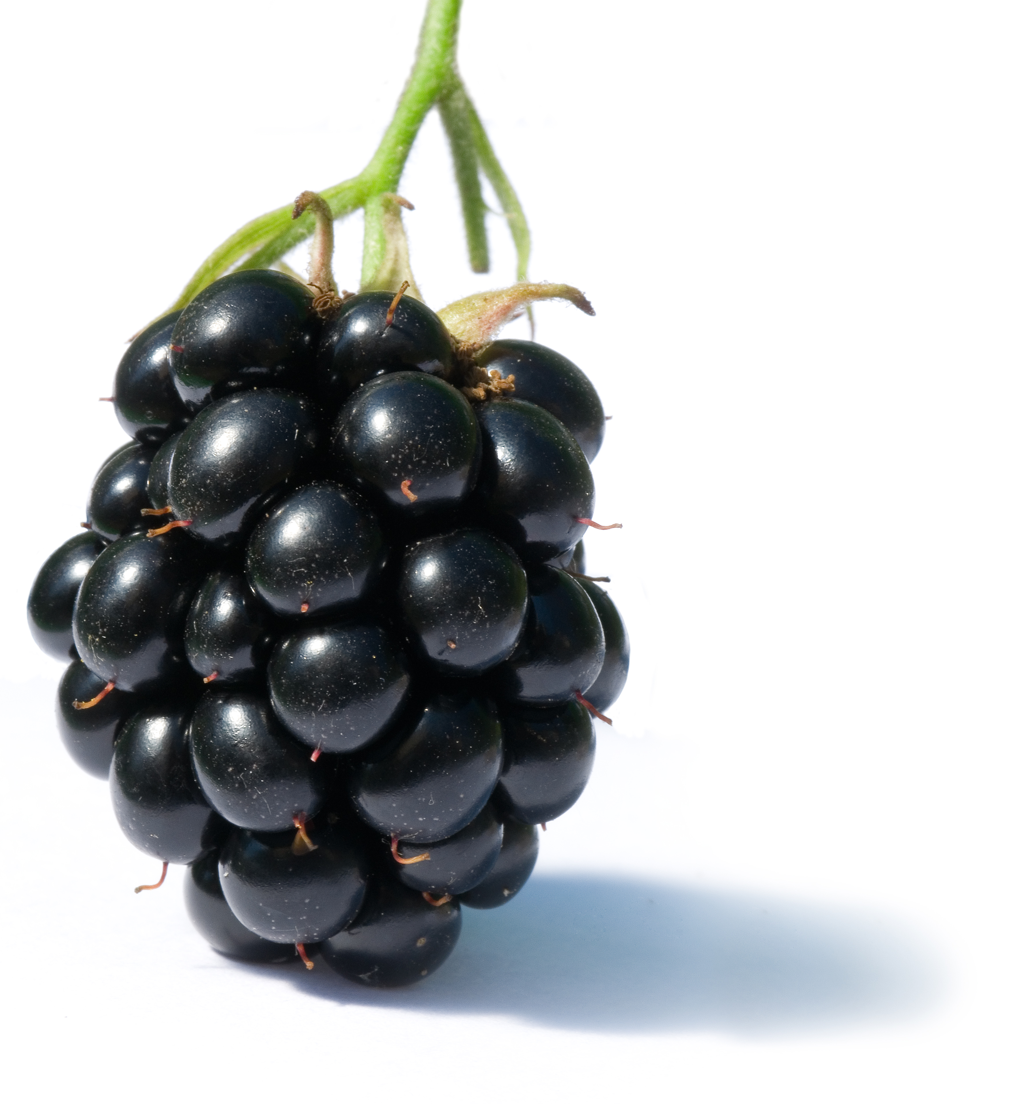 File:Blackberry fruit.jpg