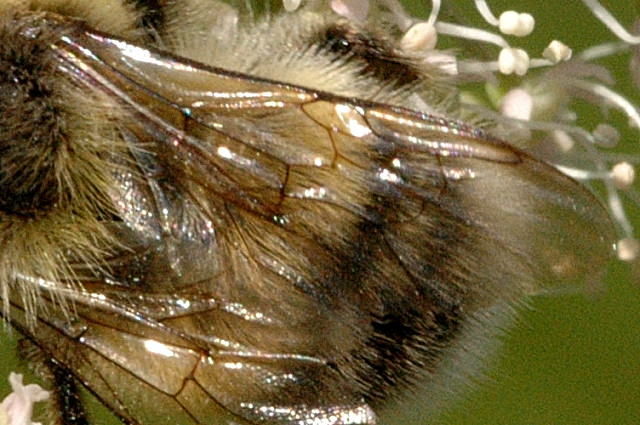 Bombus Sylvarum