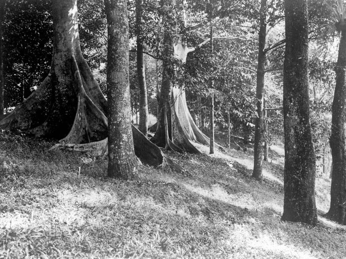 File:COLLECTIE TROPENMUSEUM Ficussoorten met sterk ontwikkelde wortellijsten in 's-Lands Plantentuin in Buitenzorg TMnr 10006185.jpg