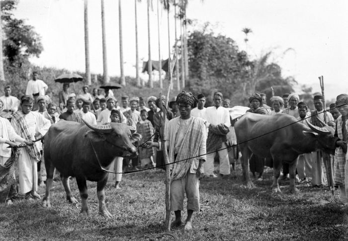 File:COLLECTIE TROPENMUSEUM Lokale bevolking met karbouwen bij het Karbouwengat te Fort de Kock Sumatra's Oostkust TMnr 10013556.jpg