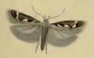 <i>Caryocolum marmorea</i> Species of moth