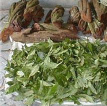 File:Chacruna and ayahuasca.jpg