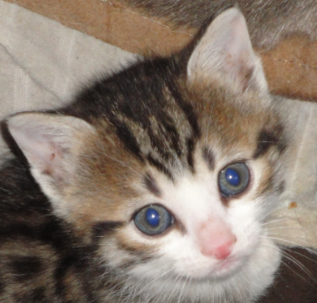 File:Chaton Orikrin.png