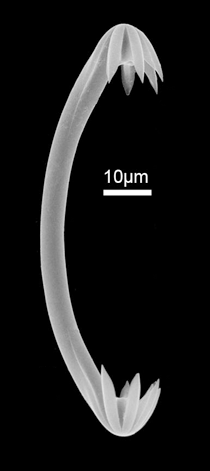 <i>Chondrocladia turbiformis</i> Species of sponge