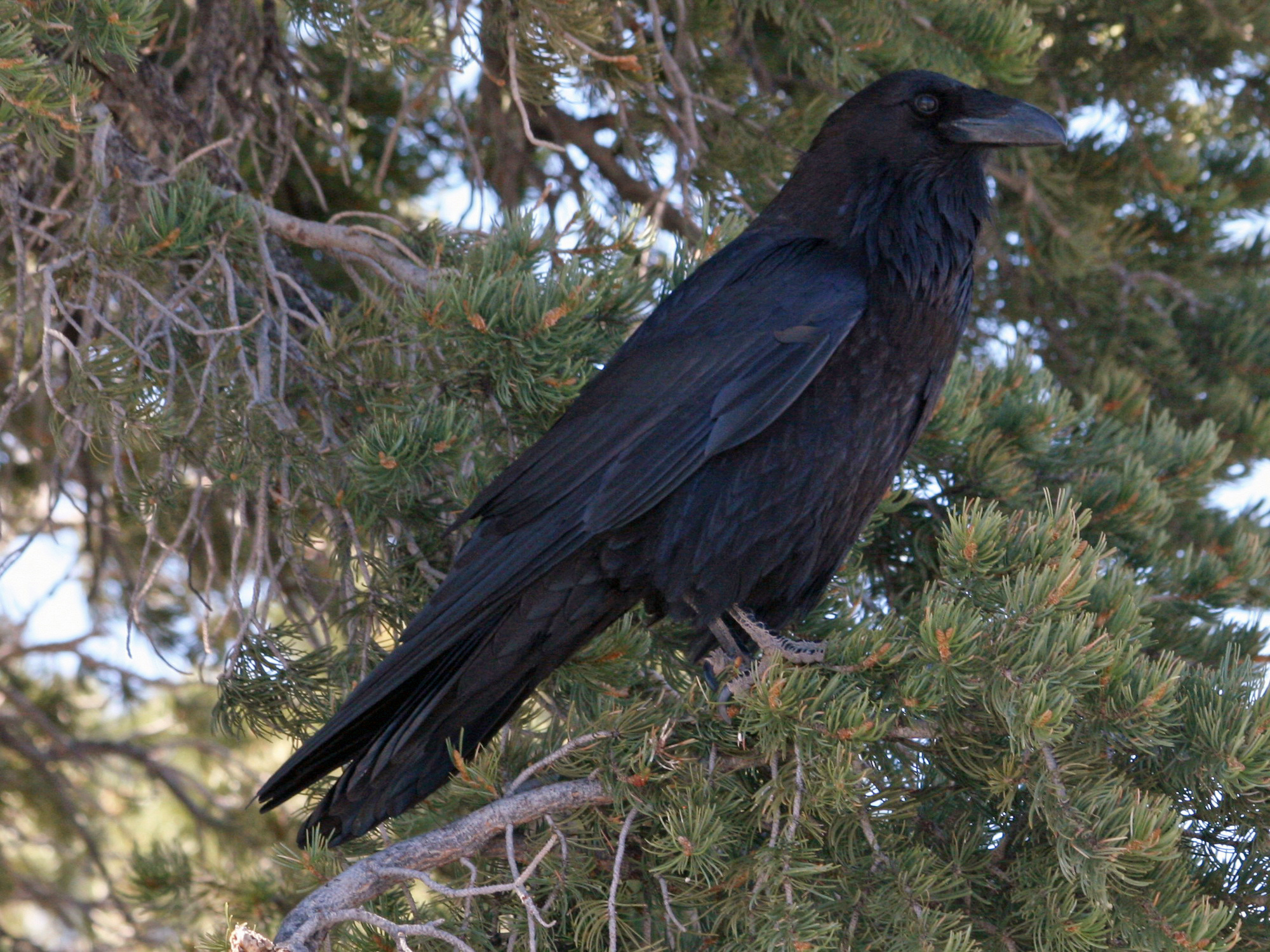 Огромные черные птицы. Белоклювый ворон. Ворон обыкновенный. Ворона меланист. Новокаледонский ворон.