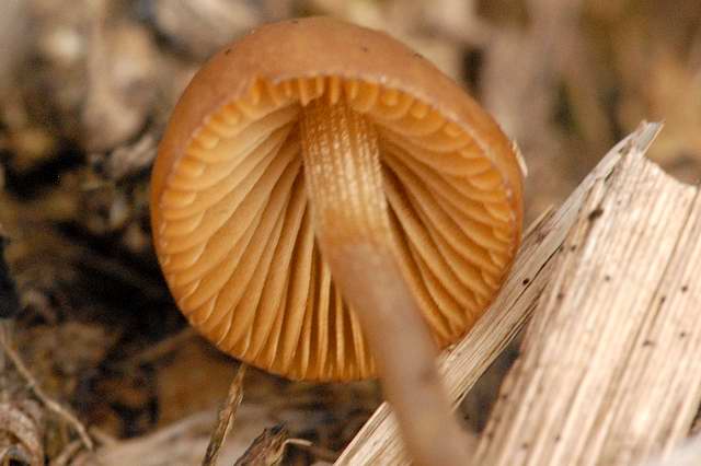 File:Conocybe spec. - Lindsey 12.jpg