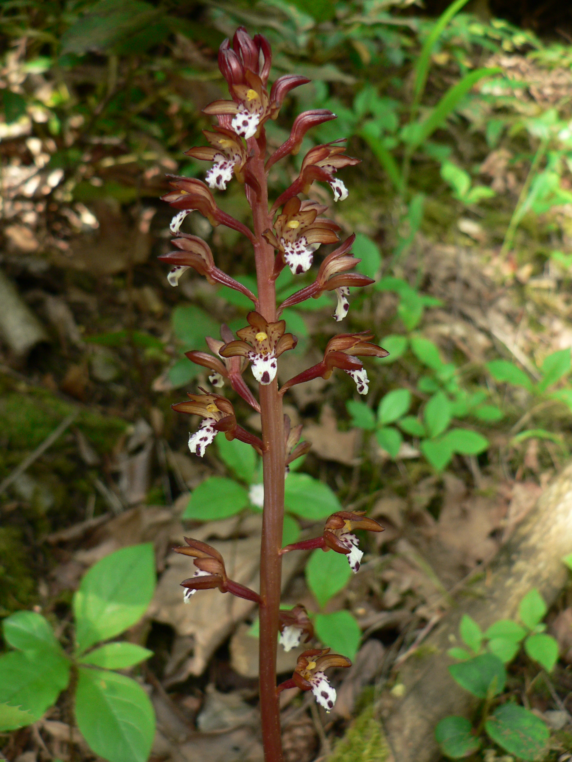 Corallorhiza maculata - Wikipedia, la enciclopedia libre