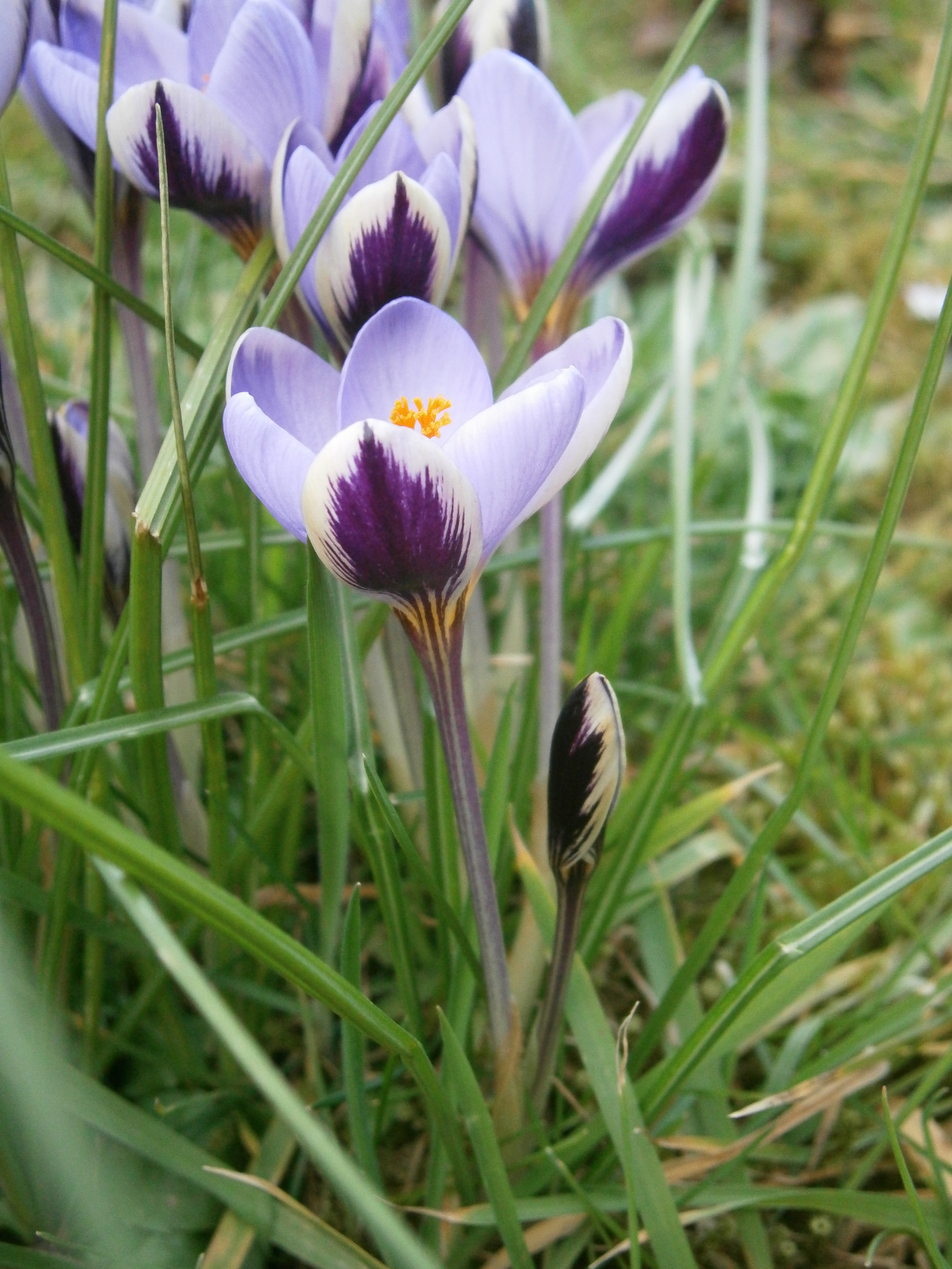 Renault крокус. Крокус (Crocus) angustifolius. Шафран Каспийский (Crocus caspius). Крокус Зибера спринг Бьюти. Крокус Блюберд.