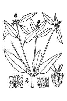 Descrição da imagem Croton glandulosus 2.jpg.