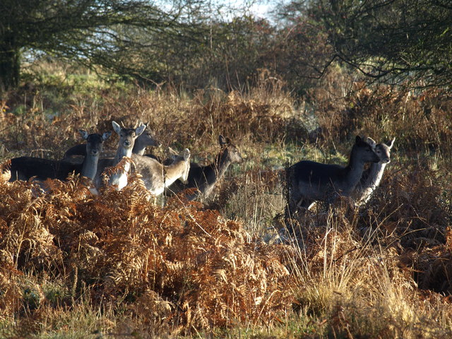 File:Deer at Brocton - geograph.org.uk - 1106828.jpg