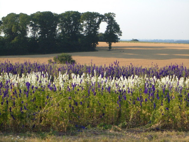 File:Delphiniums at Woodcote - geograph.org.uk - 205311.jpg