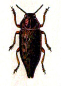 Dicerca furcata.jpg