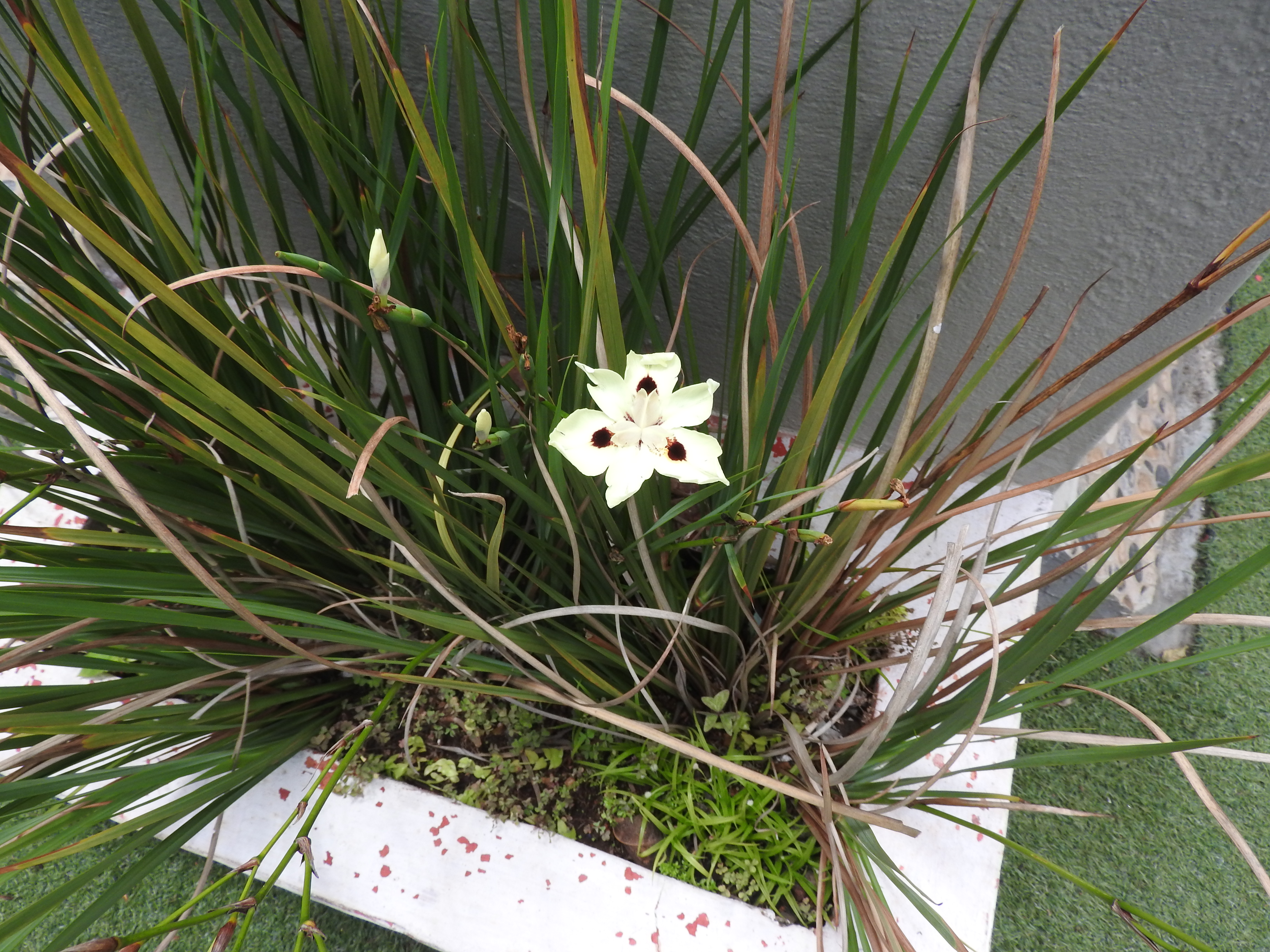 Acidanthera bicolor дома на подоконнике