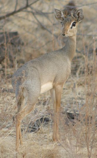 File:Dik-dik.jpg