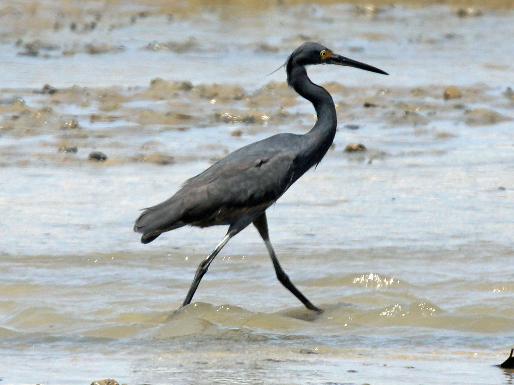 Heron - Wikipedia