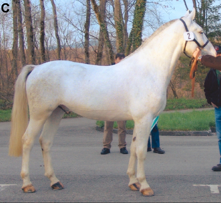 medeleerling Uitgaan van zelf Paard met dominant witgen - Wikipedia