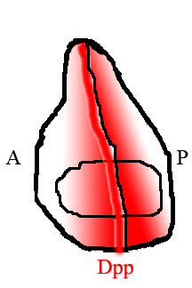 A picture illustrating the distribution of Dpp, shown in red, in the wing disc. Dpp is produced in a stripe just anterior of the anterior/posterior border and diffuses out to the edges of the tissue. Dpp wing expression.jpg