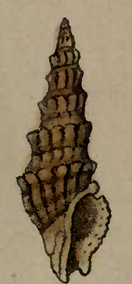 Drillia barkliensis 001.png