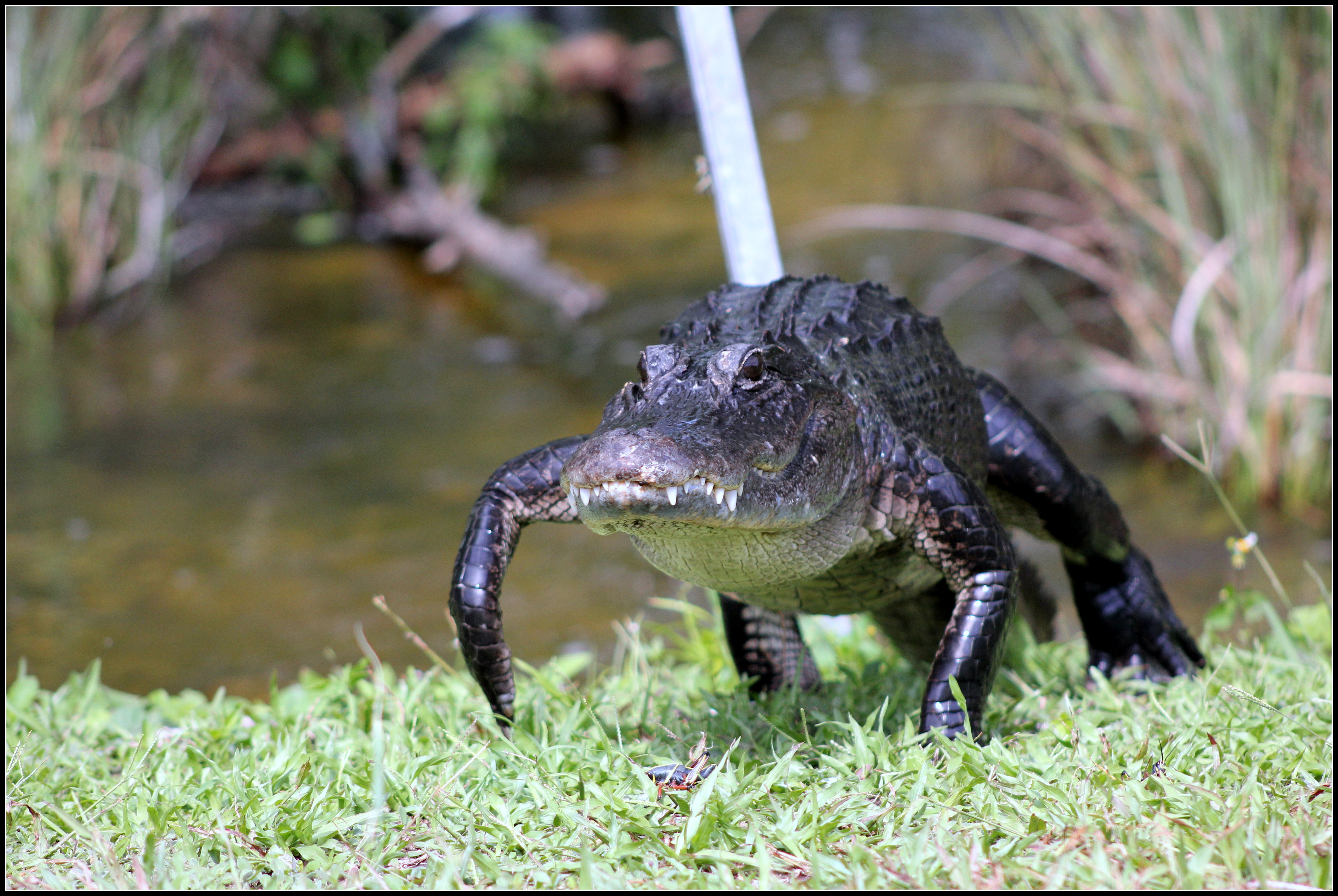 File:Florida alligator.jpg - Wikimedia Commons