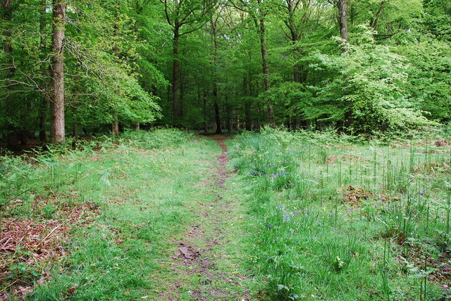 Forest Footpath - geograph.org.uk - 1318611