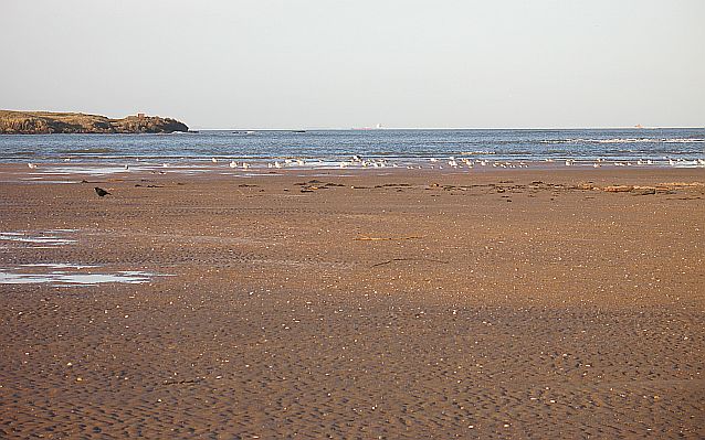 File:Gull roost, Tyne Sands - geograph.org.uk - 683591.jpg