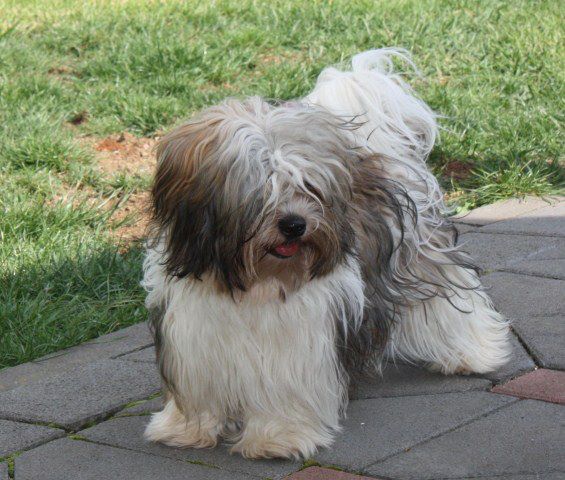 File:Havanese Gina.jpg