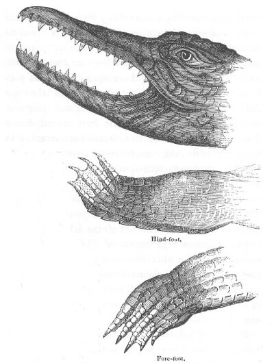 File:Head and feet of Alligator (Discoveries in Australia).jpg