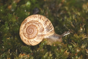 Striped heather snail (Helicopsis striata)