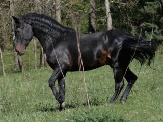 <span class="mw-page-title-main">Kabarda horse</span> Breed of horse