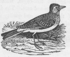 File:Lark Drawing.jpg