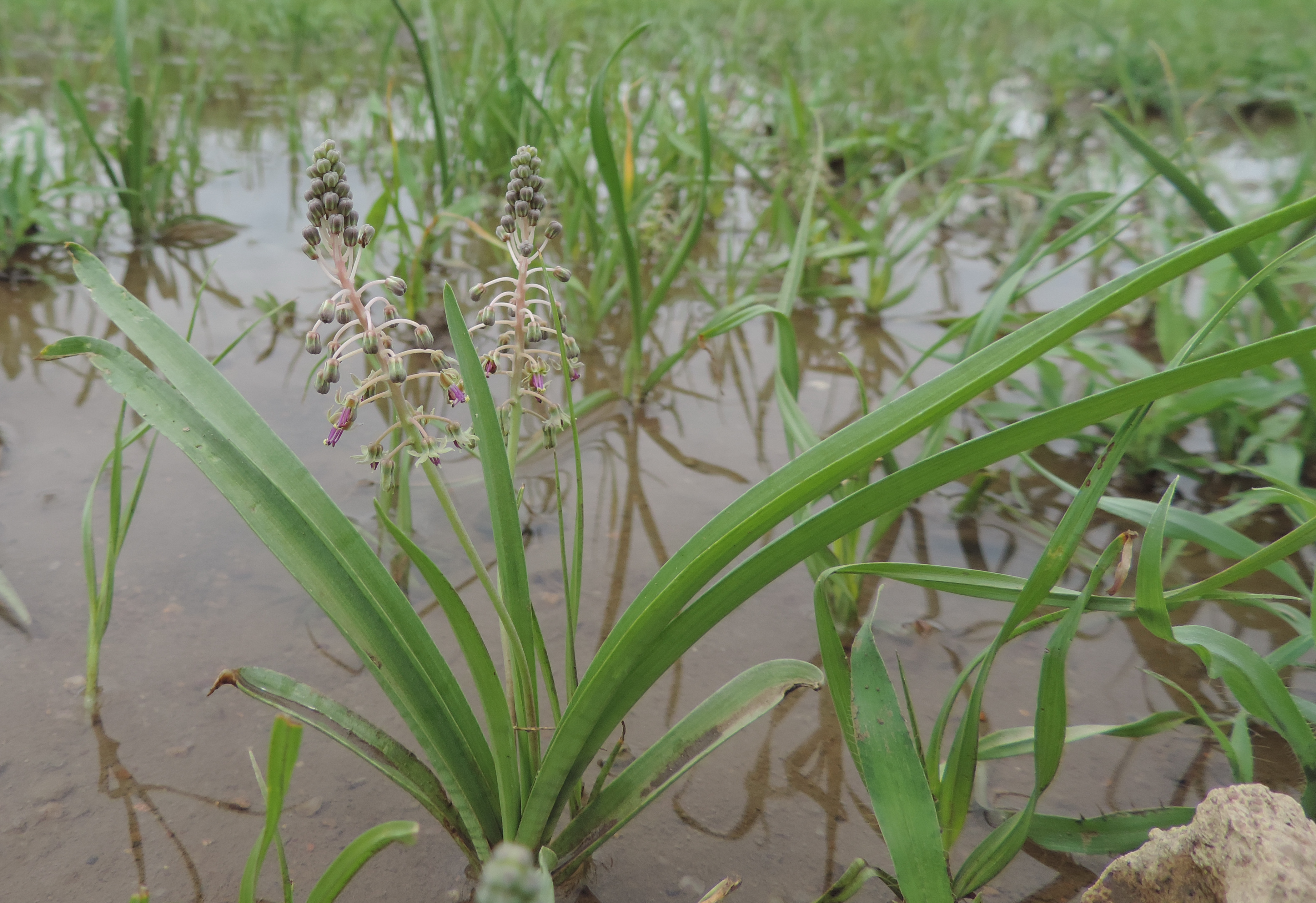 Ledebouria sp. Chokwe 2 (21923394354).jpg