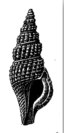 <i>Lioglyphostoma aguadillanum</i> Species of gastropod