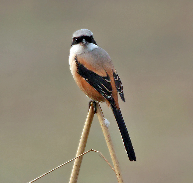 File:Long-tailed Shrike (Lanius schach- erythronotus race) in Delhi W2 Pix 051.jpg