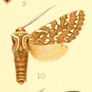 <i>Lophocampa andensis</i> Species of moth