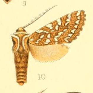 <i>Lophocampa andensis</i>