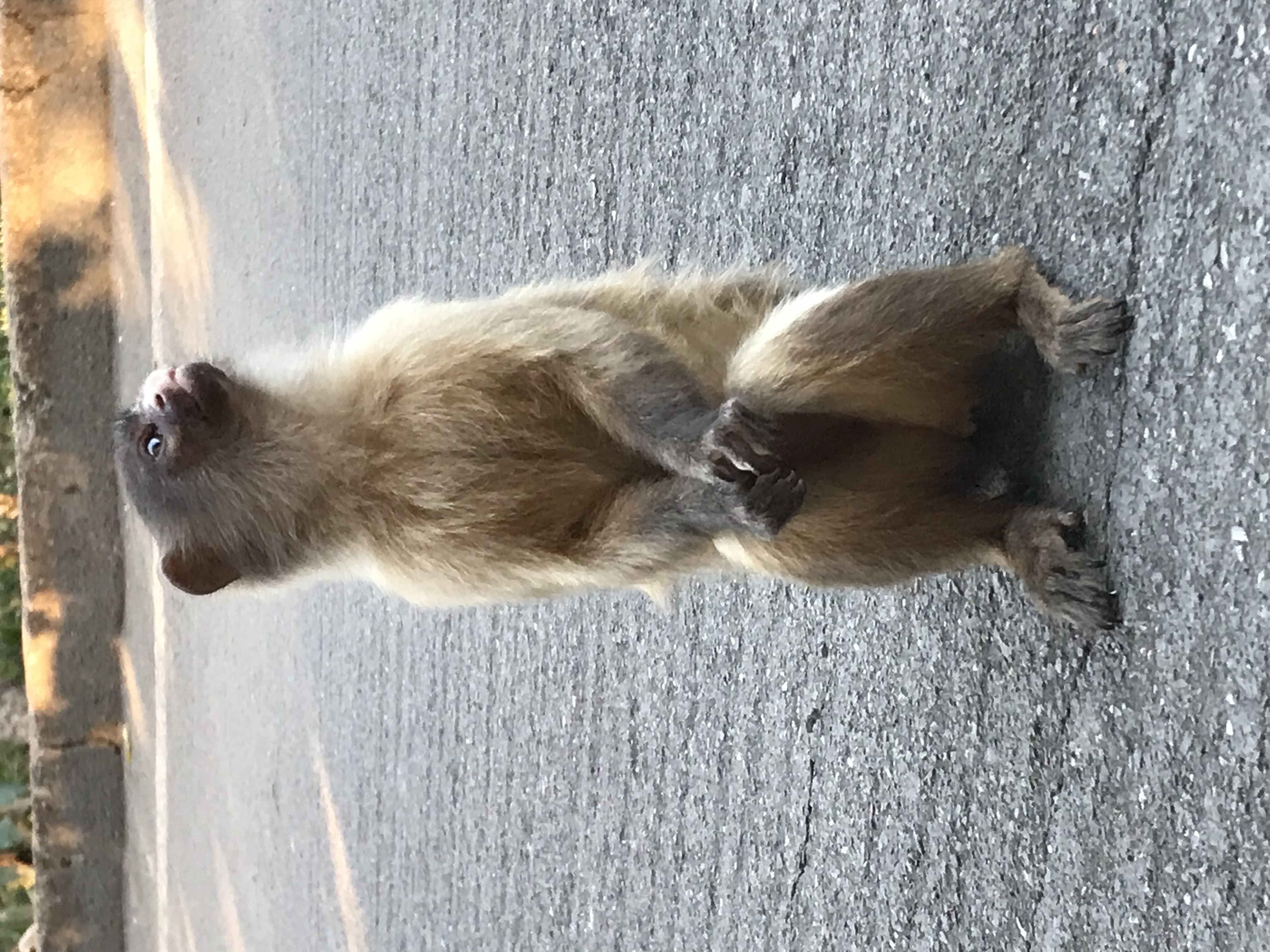 File:Macaco Sagui posando para foto na trilha.jpg - Wikimedia Commons