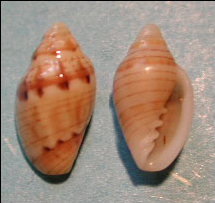 <i>Marginella adamkusi</i>