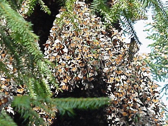 File:Monarchs overwintering Angangueo site in Mexico.jpg