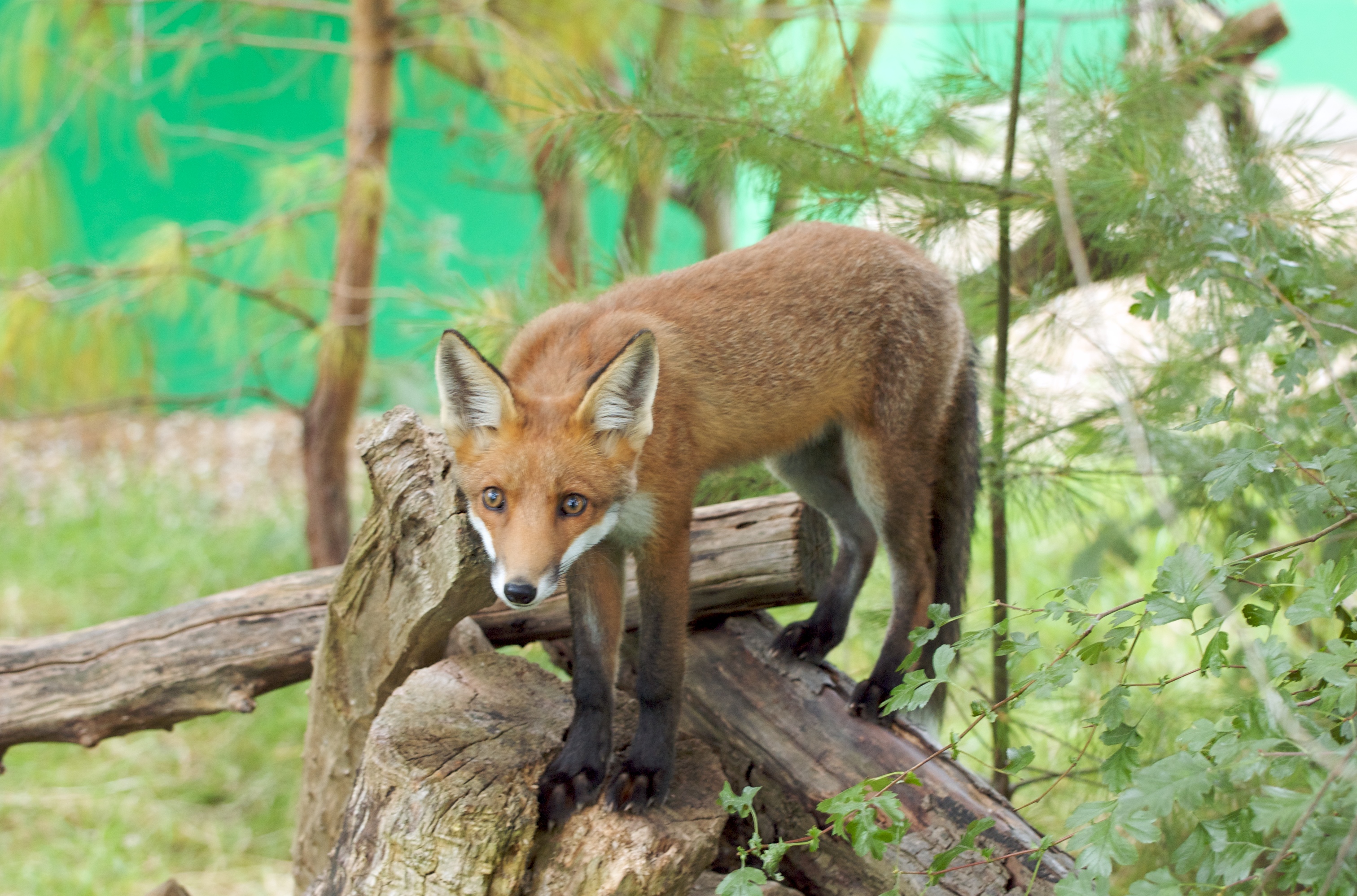 Most fox. Логе Фокс. Лиса в городской среде. Alp Fox. Fox on Arclow.