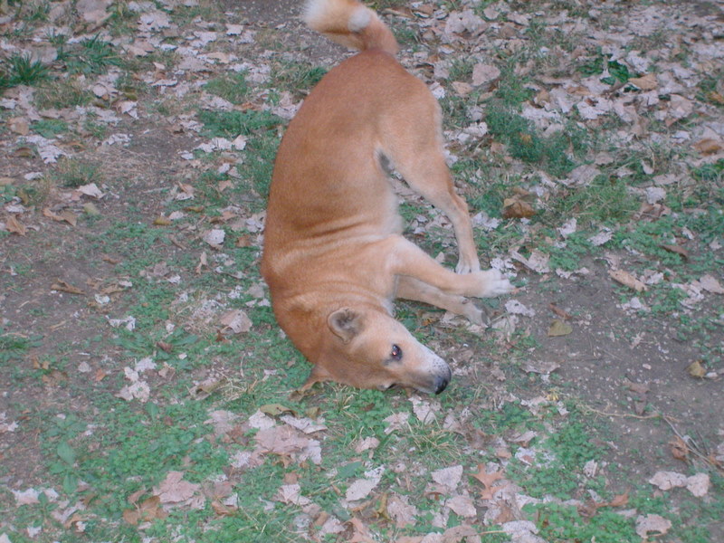 File:New Guinea Singing Dog marking territory via scent rub.jpg