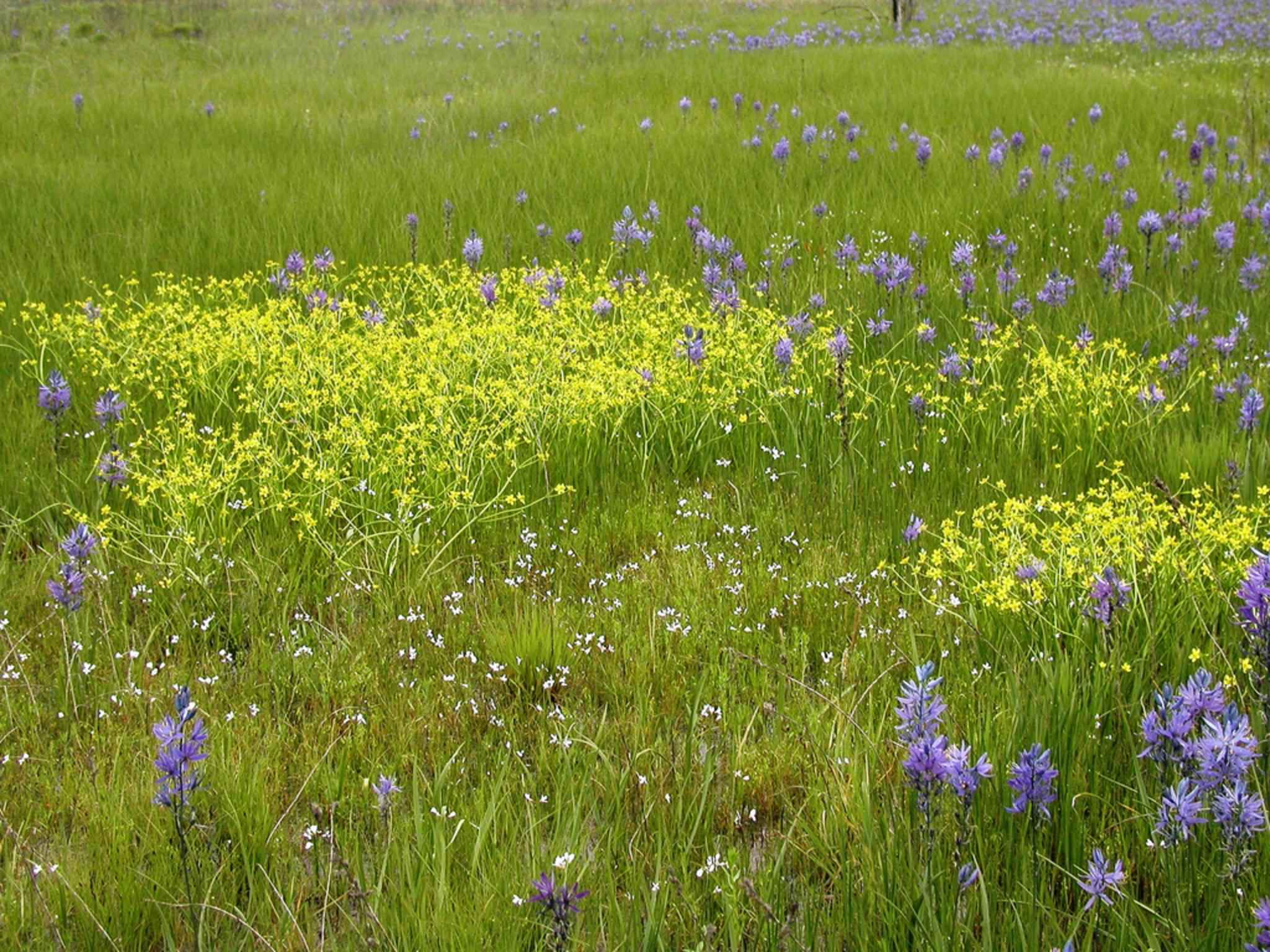 grassy field with flowers