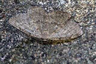 <i>Gnophos dumetata</i> Species of moth