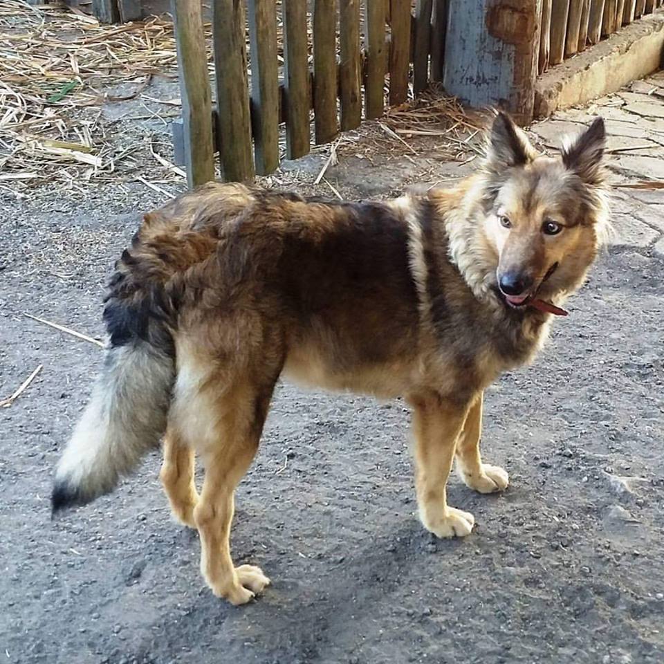 brazilian cattle dog