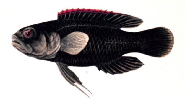 File:Plesiops coeruleolineatus.jpg