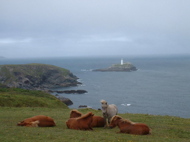 Ponies on the Knavocks - geograph.org.uk - 105335